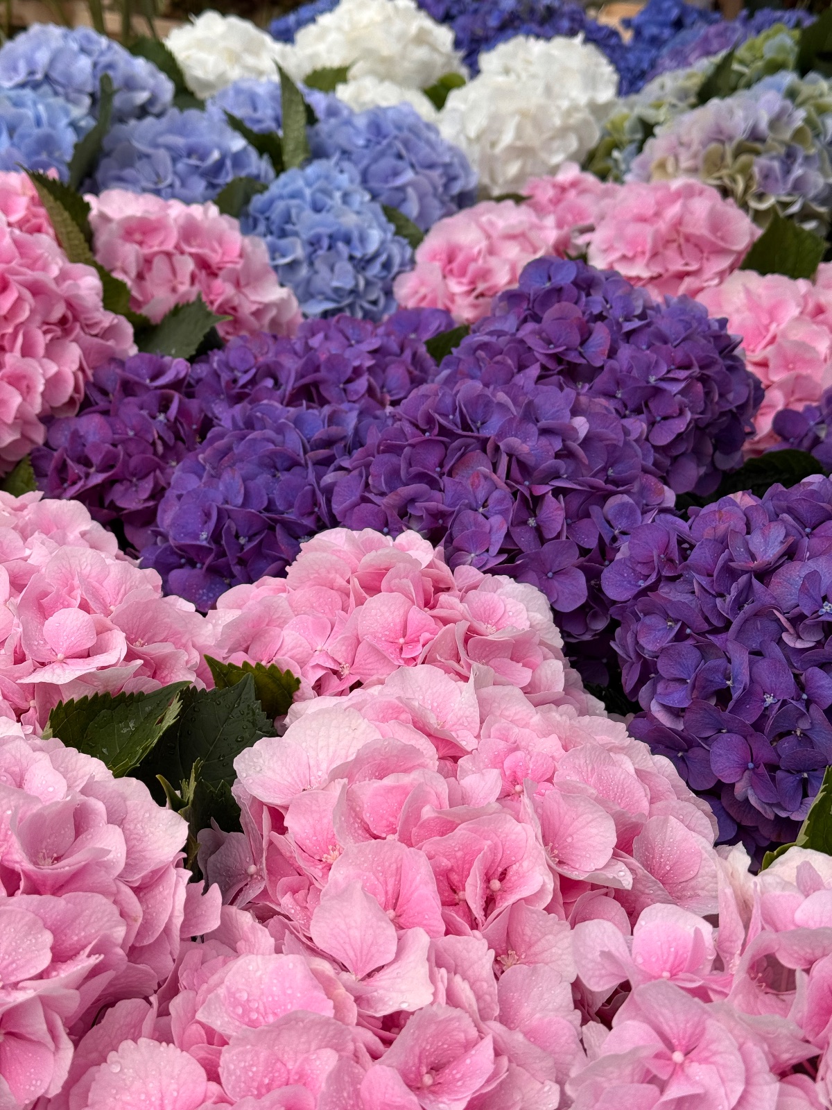 Saturday market - Naarden